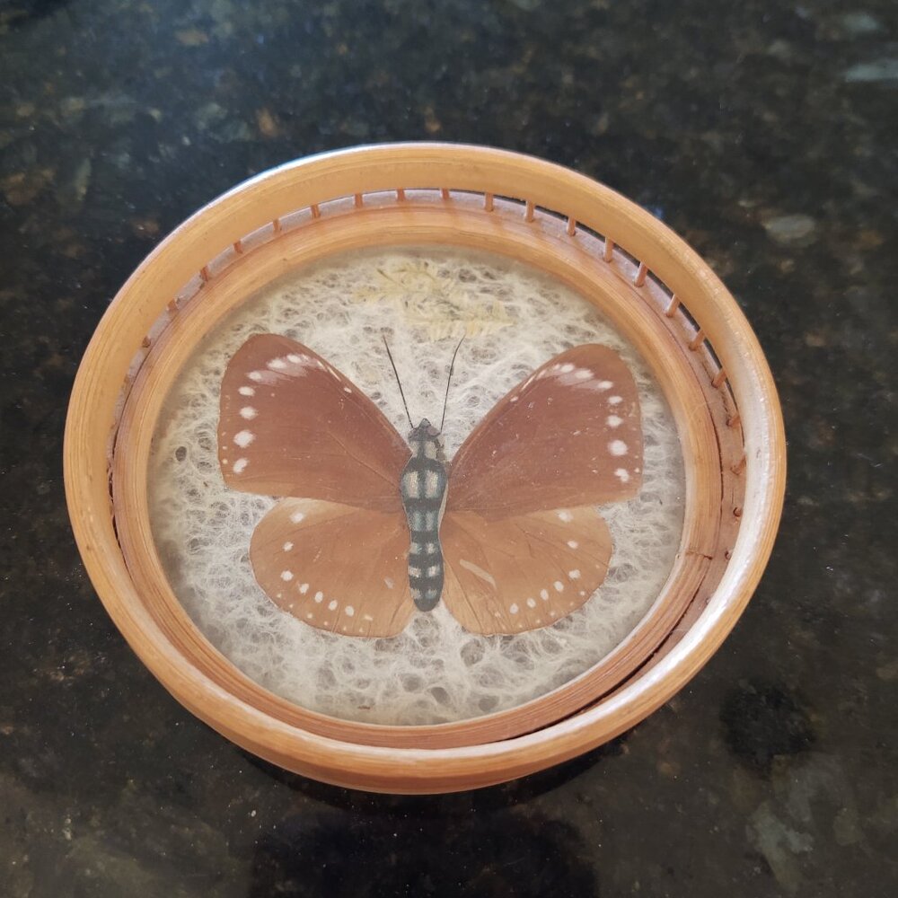 PRESSED REAL REDDISH BROWN BUTTERFLY TAXIDERMY REPLACEMENT BAMBOO RIMMED COASTER